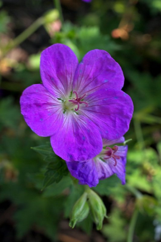 Geranium Rozanne