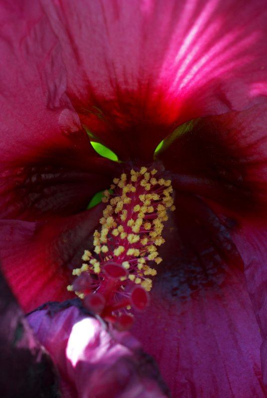 Hibiscus moscheustos