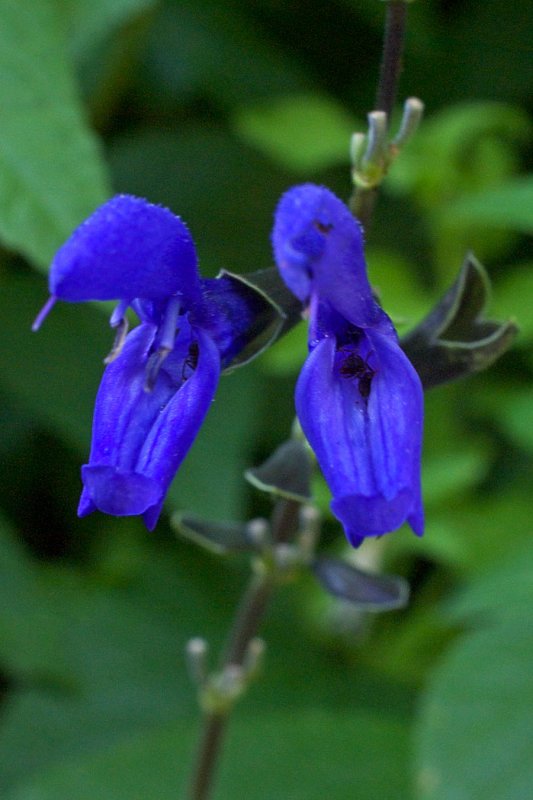 Salvia guaranitica Black and Blue