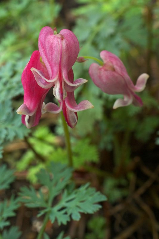 Dicentra formosa