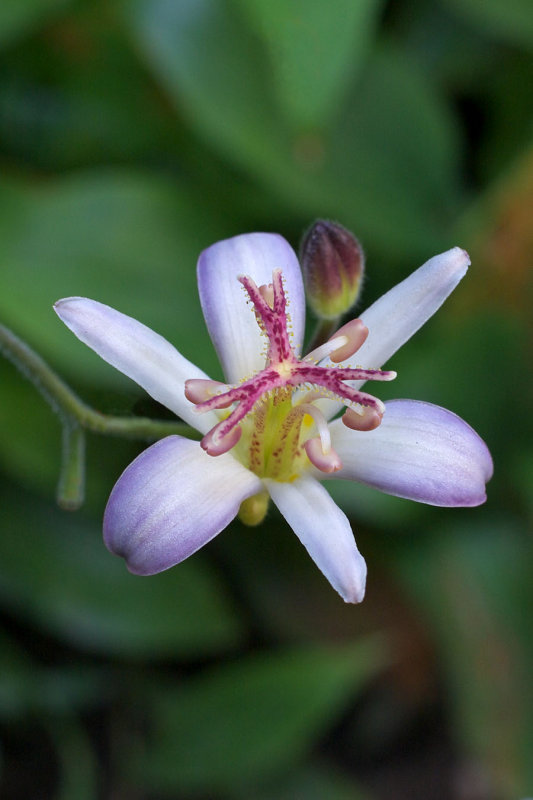 Tricyrtis hirta