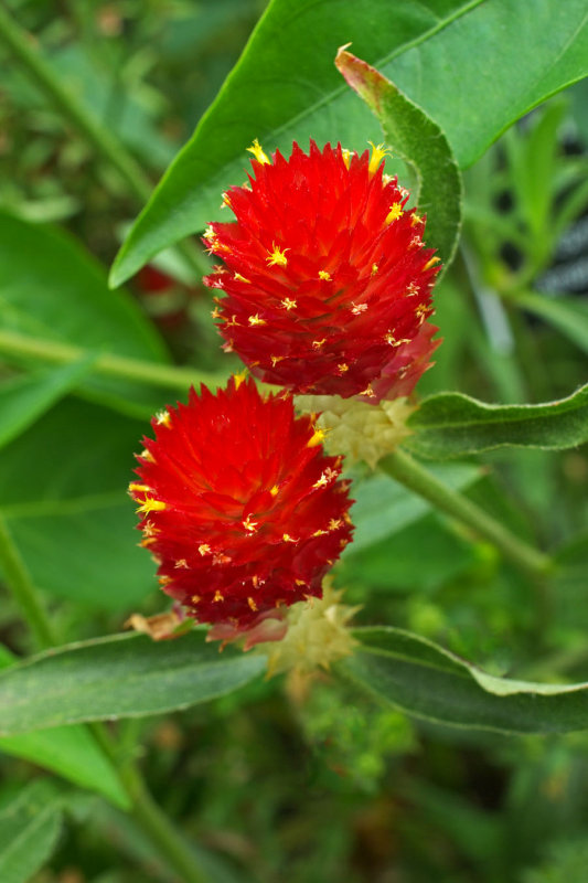 Gomphrena globosa Woodcreek