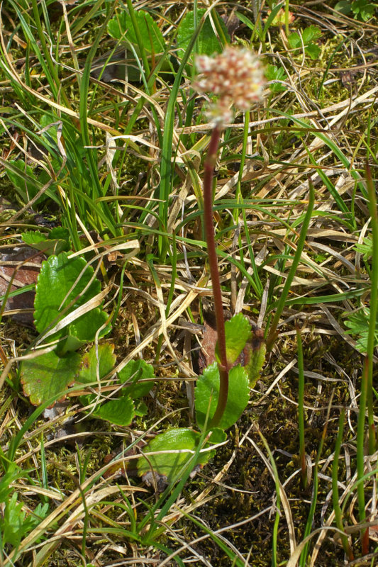 Leptarrhena pyrolifolia