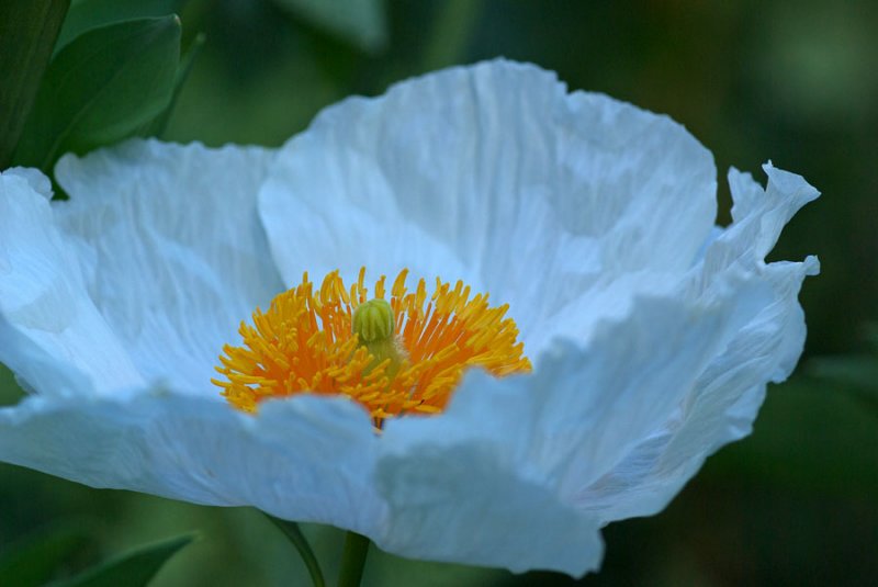 Romneya coulterii