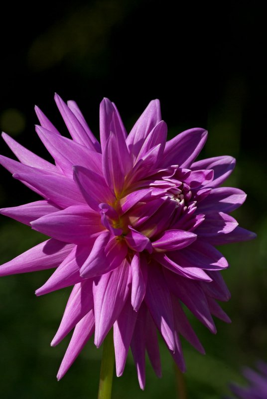 Dahlia Samwyse Ganges