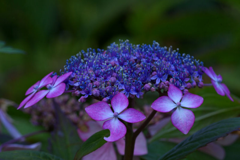 Hydrangea serrata Beni-Gaku