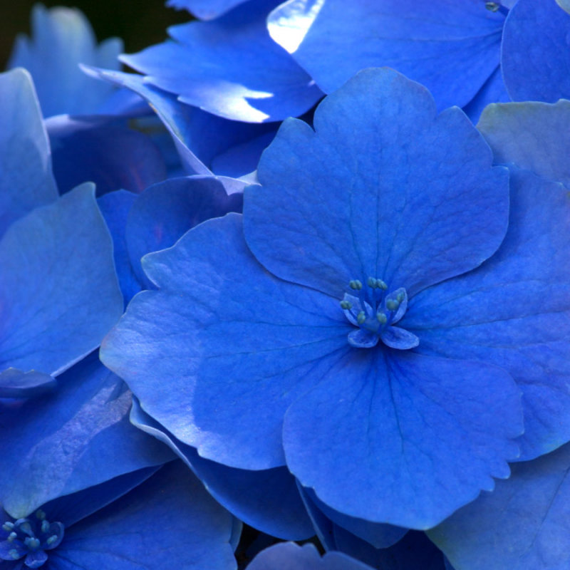 Hydrangea macrophylla