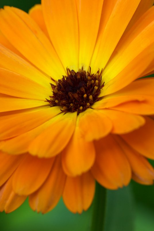 Calendula
