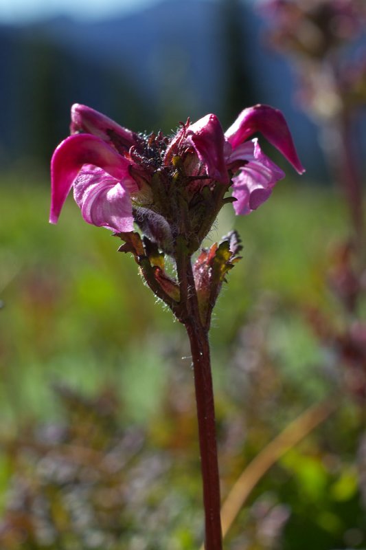Pedicularis ornithorhyncha