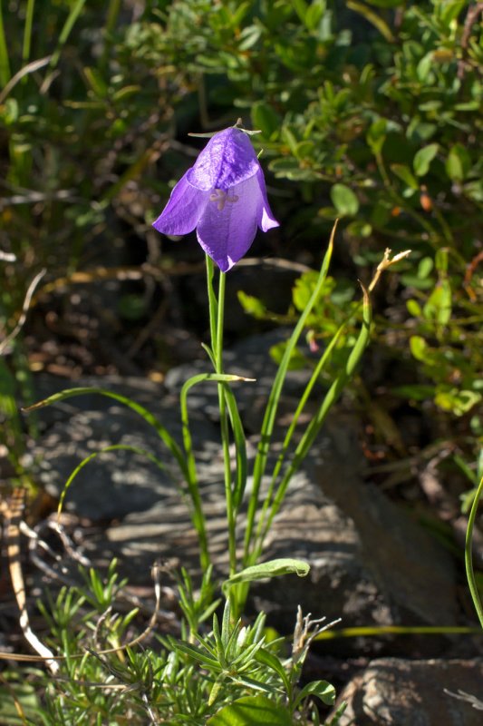 Campanula rotundifolia