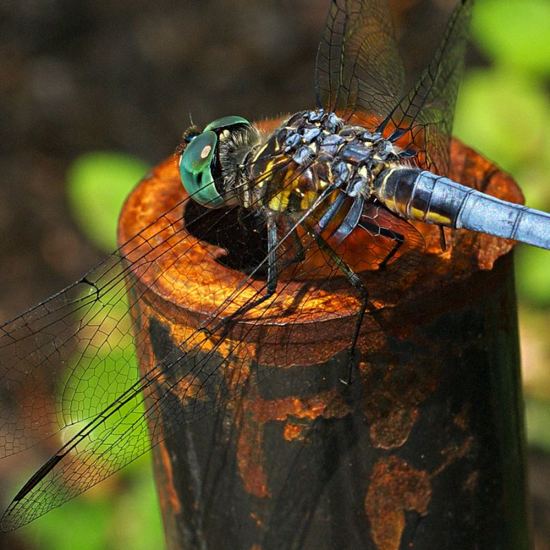 Pachydiplax longipennis