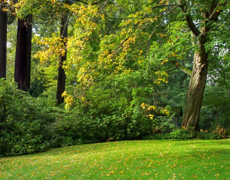 Lower Lawn - Oct