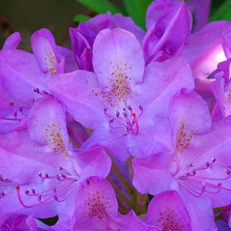 Rhododendron