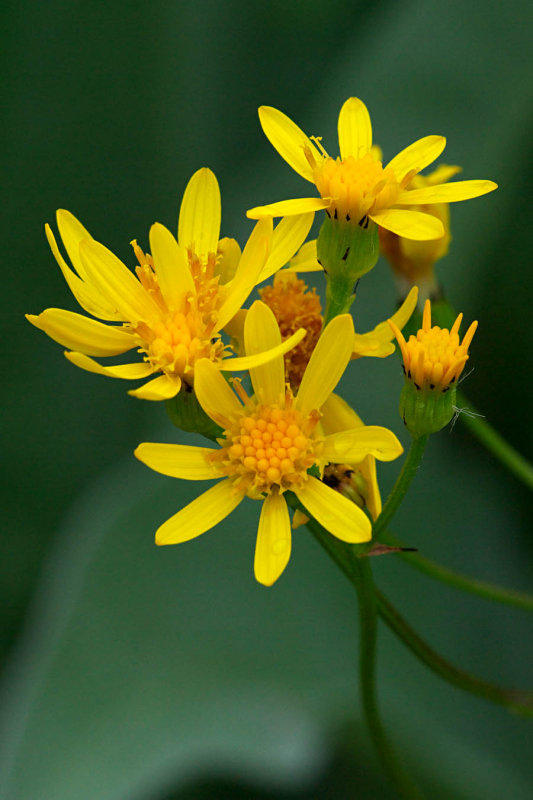 Senecio integerrimus var. exaltatus