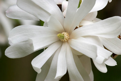 Magnolia (white)