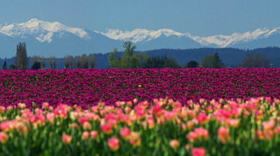 Tulips and Olympic Mtns
