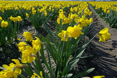Acres of Daffodils