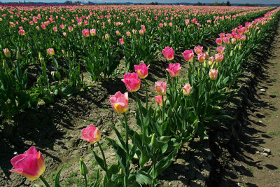 Acres of Tulips