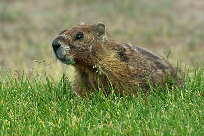 Yellow-bellied Marmot