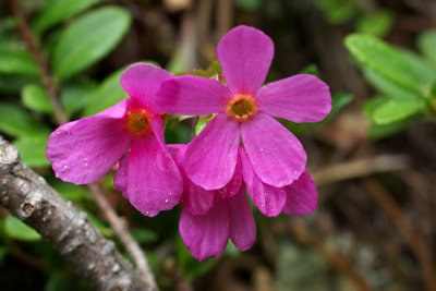 Douglasia laevigata