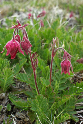 Geum triflorum var. campanulatum