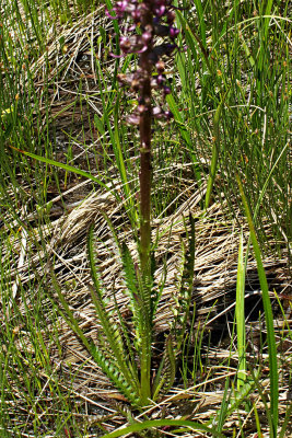 Pedicularis groenlandica