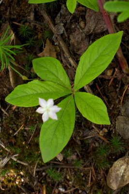 Trientalis borealis ssp. latifolia