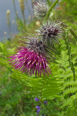 Cirsium edule var. macounii