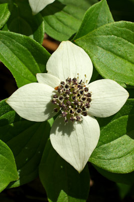 Cornus unalschkensis