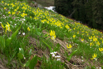 Erythronium grandiflorum ssp. grandiflorum