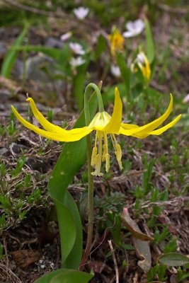 Erythronium grandiflorum ssp. grandiflorum