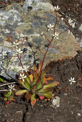 Rusty saxifrage