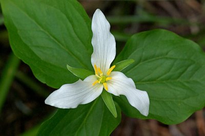 Trillium ovatum ssp. ovatum