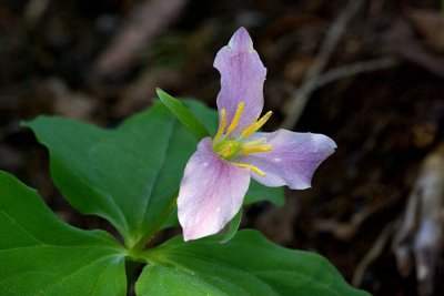 Trillium ovatum ssp. ovatum