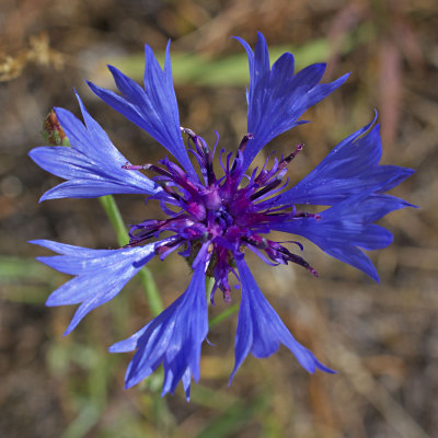 Centaurea cyanus
