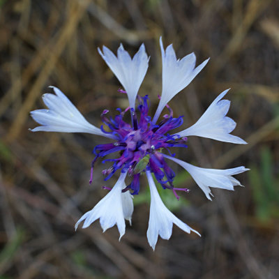 g1/95/523495/3/115274934.unb00SOP.jpg