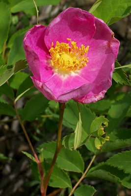 Rosa woodsii var. ultramontana