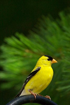 Carduelis tristis