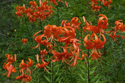 Lilium lancifolium