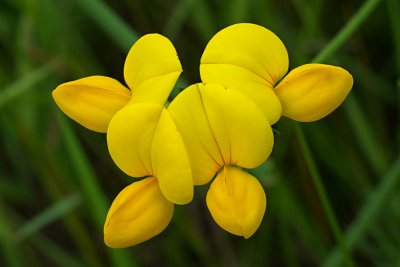Lotus corniculatus: Non-native
