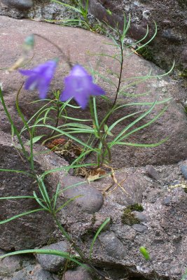 Campanula rotundifolia
