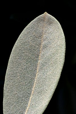Rhododendron  yakushimanum x. pachysanthum