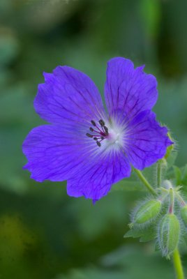 Geranium x. magnificum