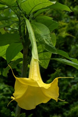 Brugmansia