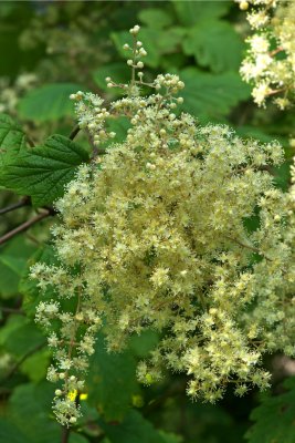 Holodiscus discolor