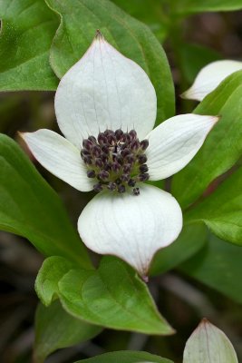 Cornus unalschkensis