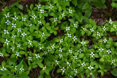 Cornus unalschkensis