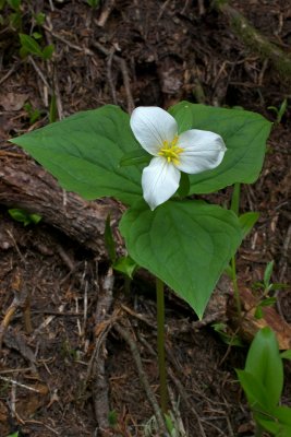 Trillium ovatum ssp. ovatum