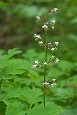 Tiarella trifoliata var. laciniata