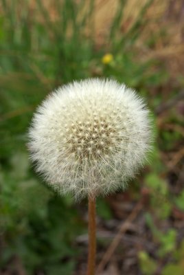 Dandelion